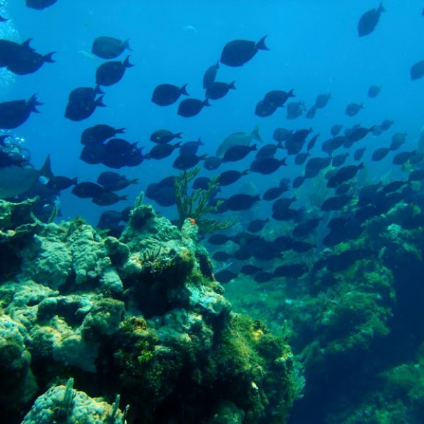 Imagem do paconte Curaçao