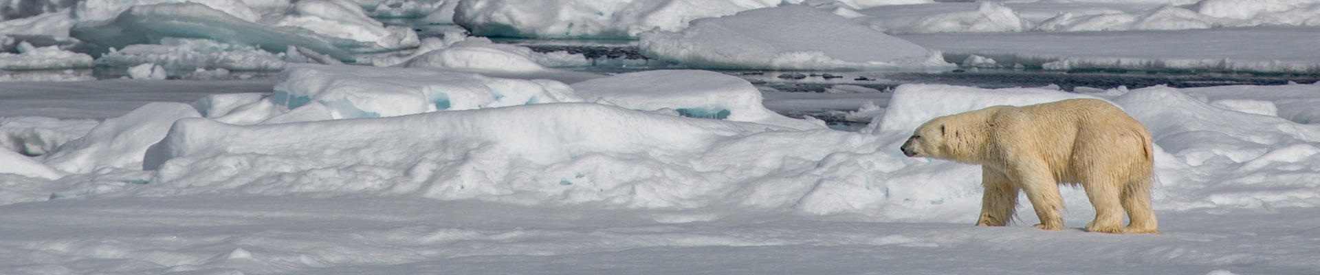 Antarctic Explorer