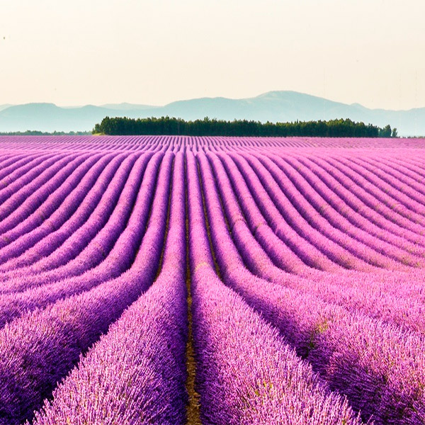 Imagem do paconte Roteiro de Carro - Provence e Riviera Francesa