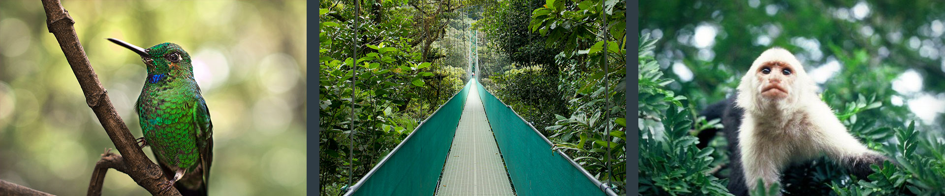 Hotéis e Pousadas em Monte Verde