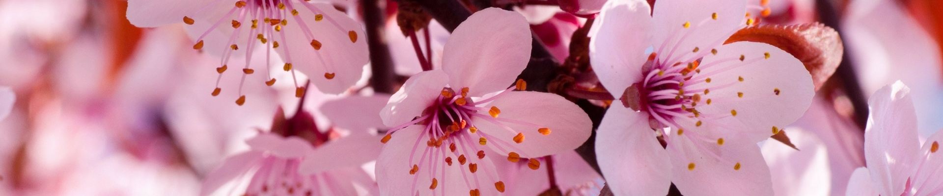 Cerejeiras no Japão com guia brasileiro – saída 29/mar