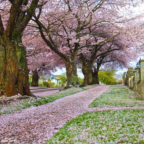 Imagem do paconte Cerejeiras no Japão com guia brasileiro - saída 29/mar